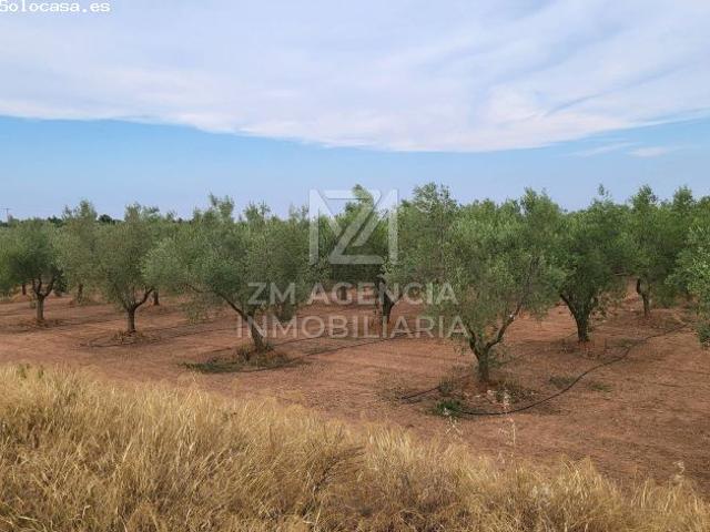 Finca rustica en Venta en Benicarló, Castellón