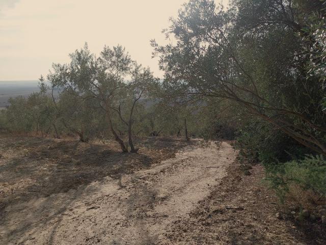 Finca rústica en Venta en Carmona