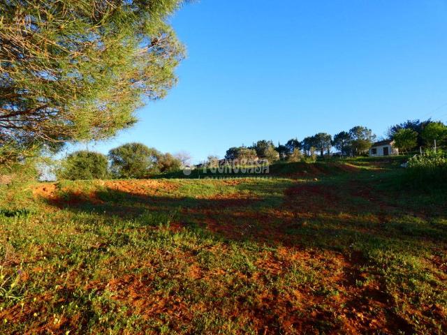 Finca rústica en Venta en Carmona