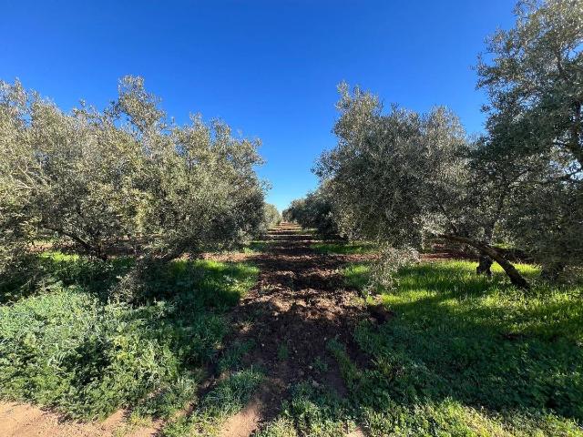 Finca rústica en Venta en Centro