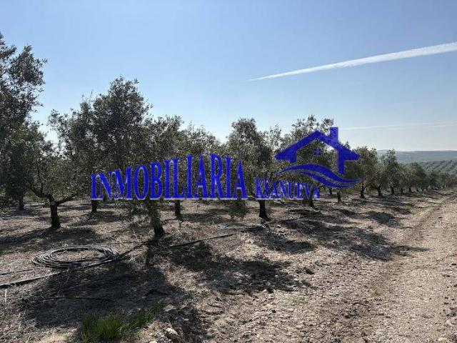 Finca rústica en Venta en El Carpio