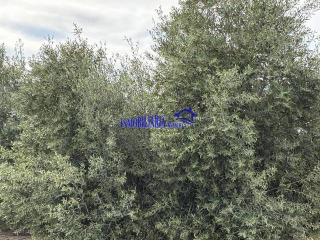Finca rústica en Venta en El Carpio