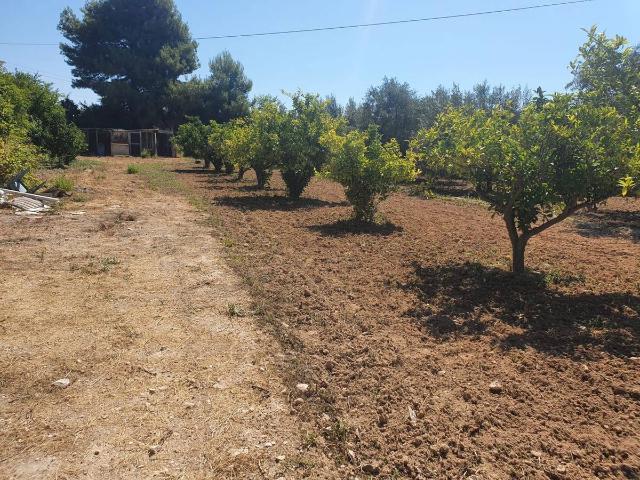 Finca rústica en Venta en El Secanet Hacienda del Sol