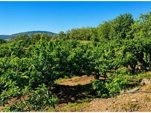Finca rustica en Venta en Garganta la Olla, Cáceres