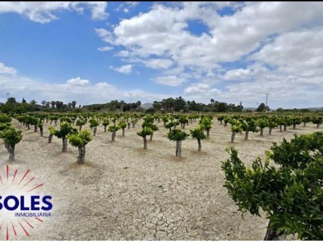 Finca rustica en Venta en Jacarilla, Alicante