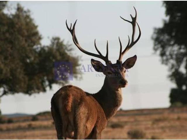 Finca rústica en Venta en Jaraicejo
