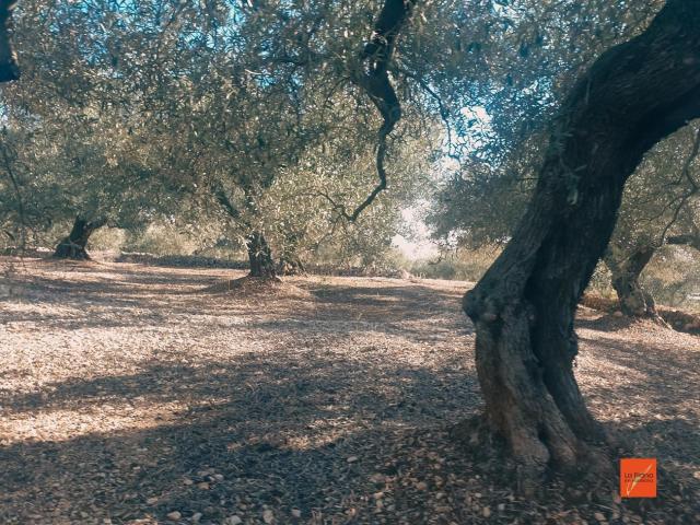 FINCA RUSTICA EN VENTA EN LA RAPITA TARRAGONA