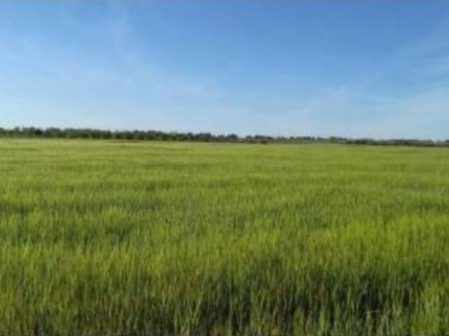 Finca rustica en Venta en Puebla de Almoradiel, La, Toledo