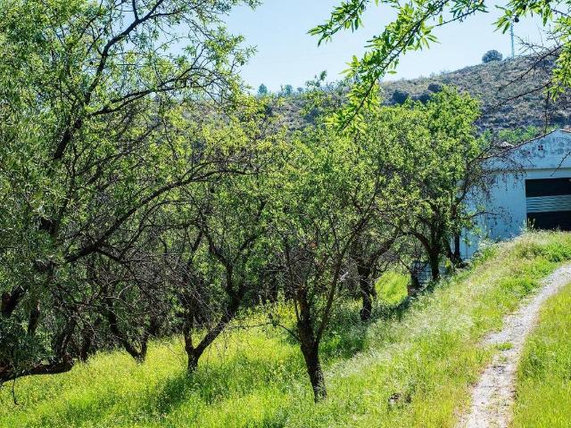Finca rústica en Venta en Pinos Genil