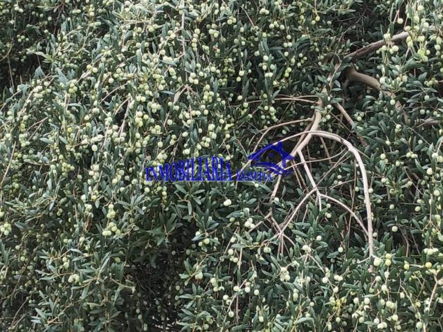 Finca rústica en Venta en Posadas