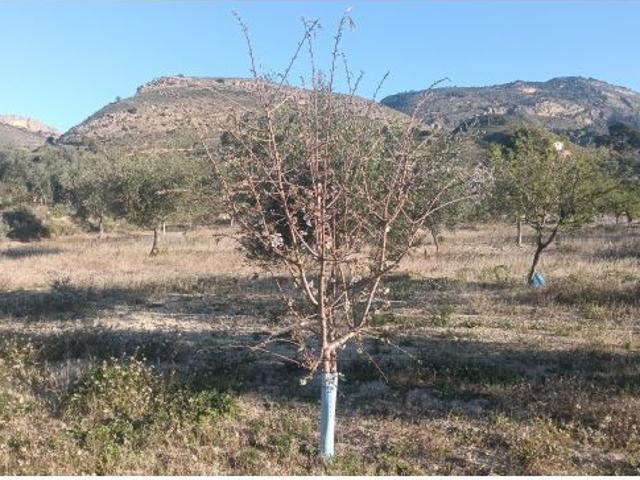 Finca rustica en Venta en Relleu, Alicante