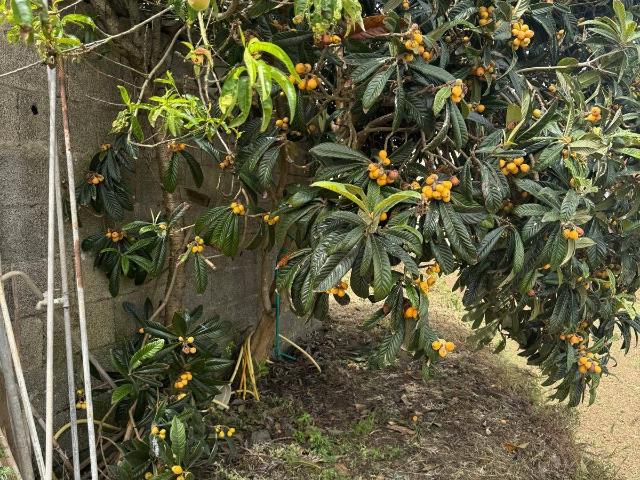 Finca rústica en Venta en San Juan de la Rambla