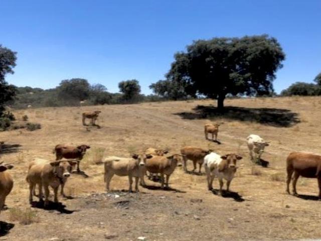 Finca Rústica en Venta en Serradilla, Cáceres