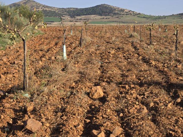 Finca rústica en Venta en Torralba de Calatrava