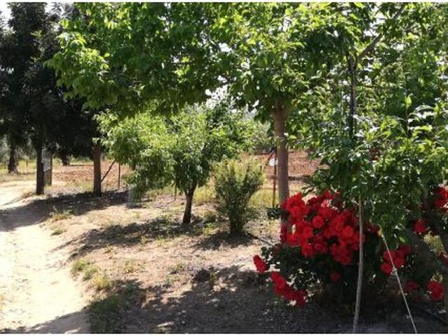 ? Finca rústica en venta en Villanueva del Río y Minas – 5 hectáreas de olivar de secano con vivien