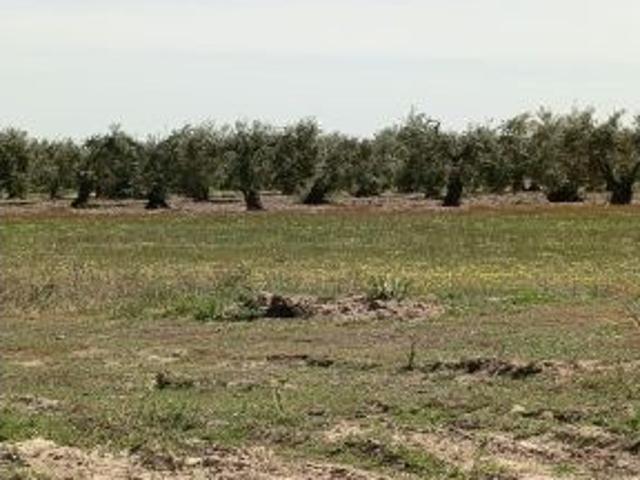 Finca rústica en Villamanrique de la Condesa Sevilla con 6 hectáreas, agua y luz ?