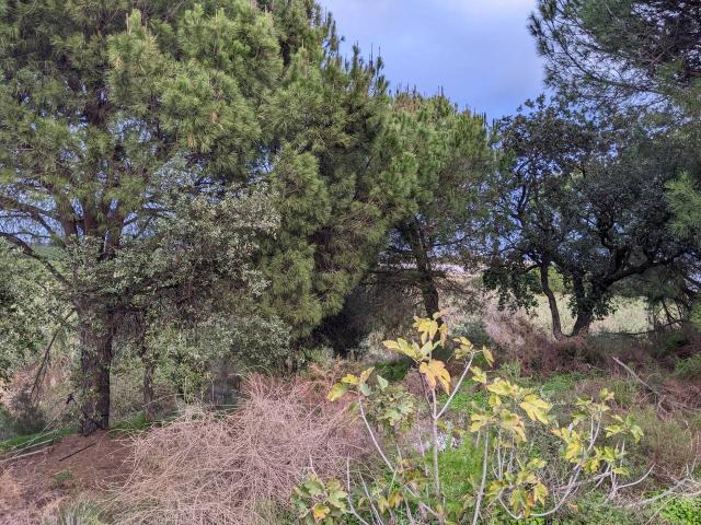 FINCA RUSTICA EN VIÑA CLARA EN LEPE