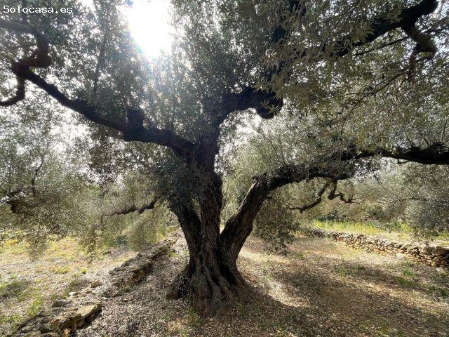 FINCA RÚSTICA LA RÁPITA