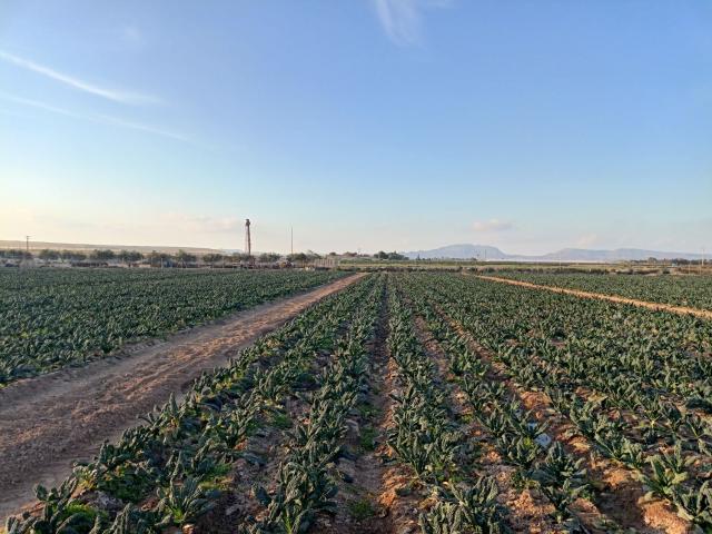 Finca Rústica Venta Murcia