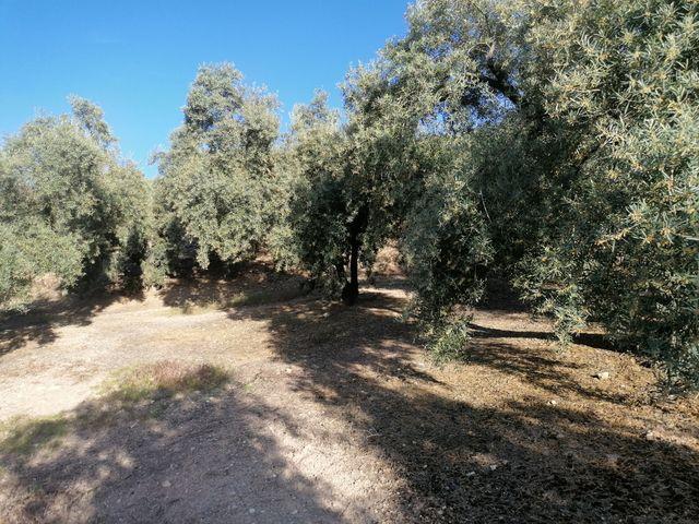 Finca Rústica Venta Málaga
