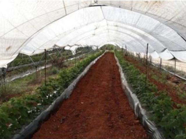 Finca rústica Venta Moguer, Moguer