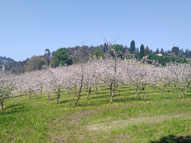 Finca Rústica Venta Asturias