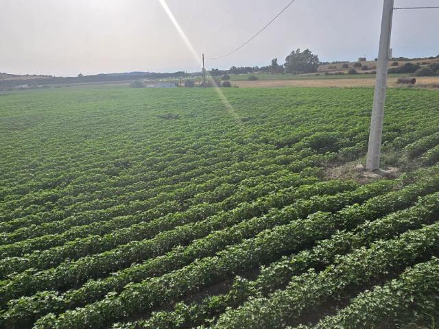 Finca Rústica Venta Cádiz
