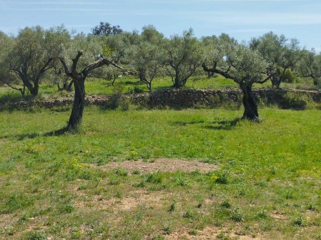 Finca Rústica Venta Castellón