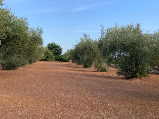 Finca Rústica Venta Castellón