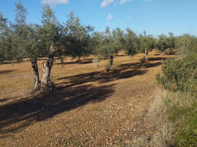 Finca Rústica Venta Castellón