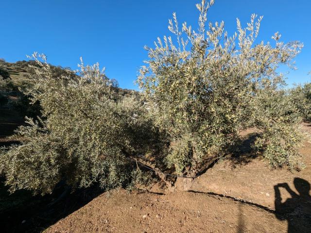 Finca Rústica Venta Granada