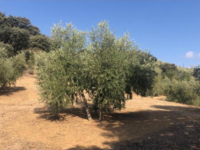 Finca Rústica Venta Granada