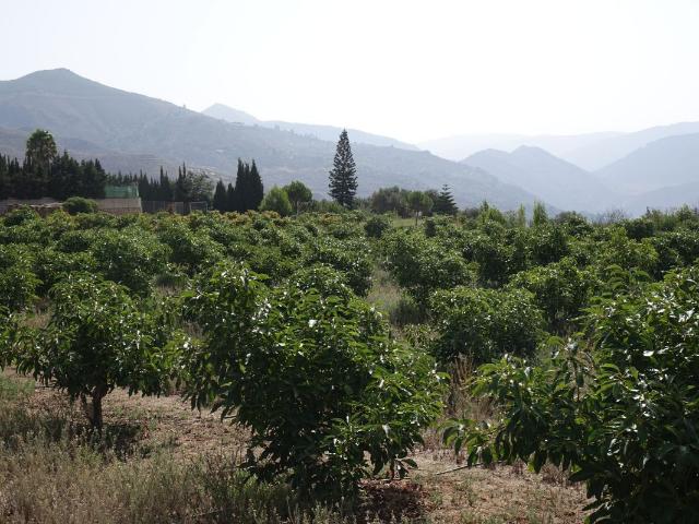 Finca Rústica Venta Granada