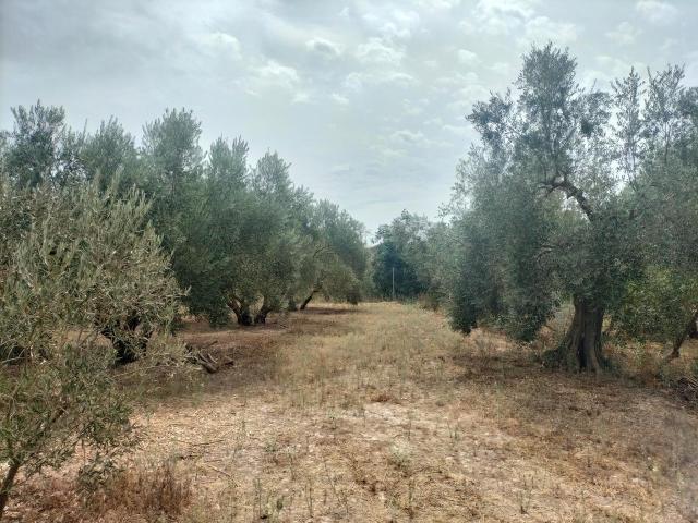 Finca Rústica Venta Granada