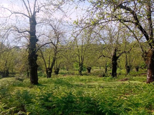 Finca Rústica Venta Huelva