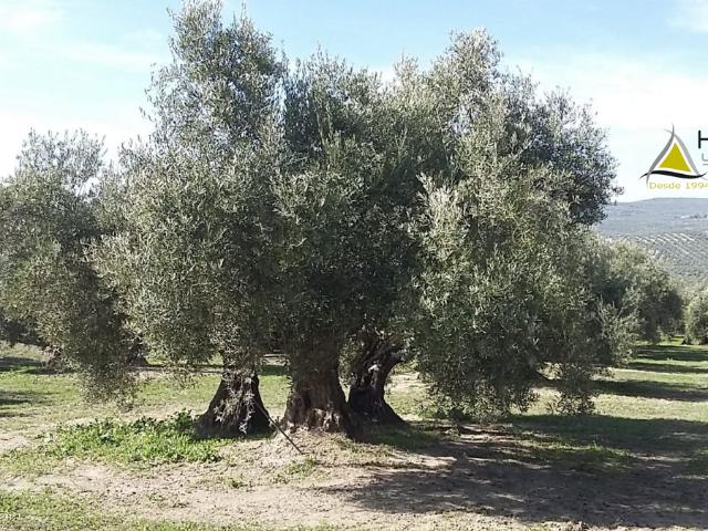 Finca Rústica Venta Jaén