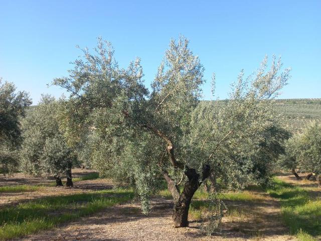 Finca Rústica Venta Jaén
