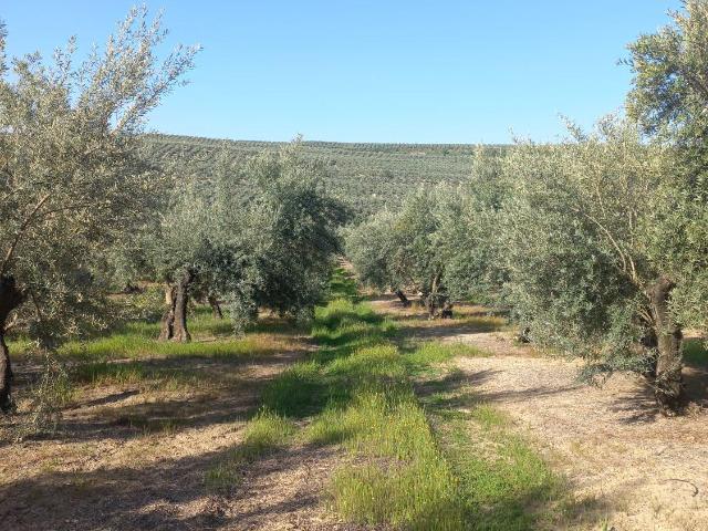 Finca Rústica Venta Jaén