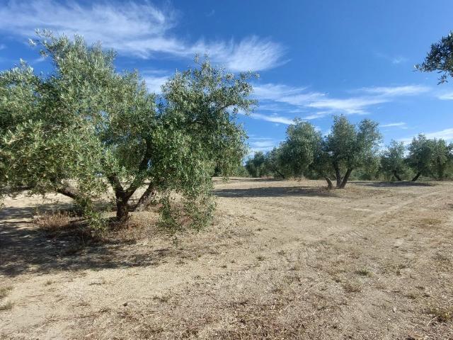 Finca Rústica Venta Jaén