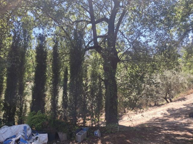 Finca Rústica Venta Jaén