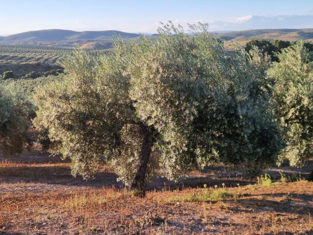 Parcela Rústica Venta Jaén