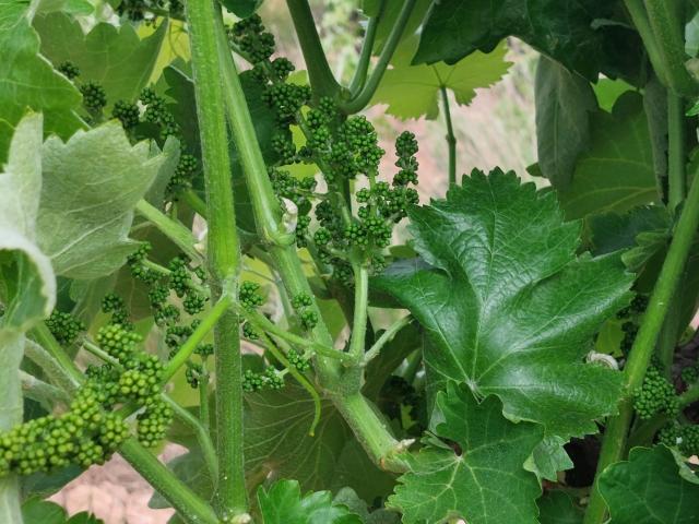 Finca Rústica Venta Tarragona
