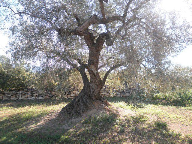 Finca Rústica Venta Tarragona