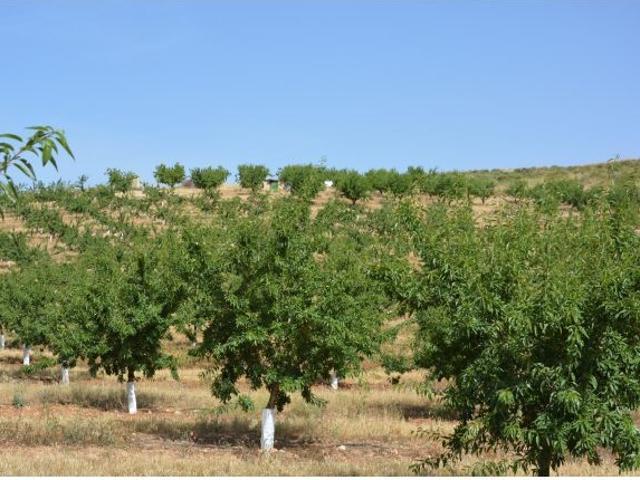 FINCA RÚSTICA 110.000 M2 CON PRODUCCIÓN EN PADUL