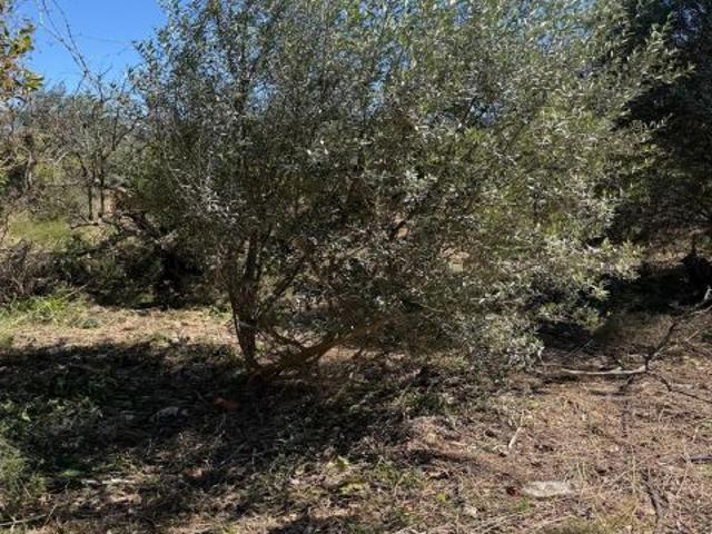 Finca rustica