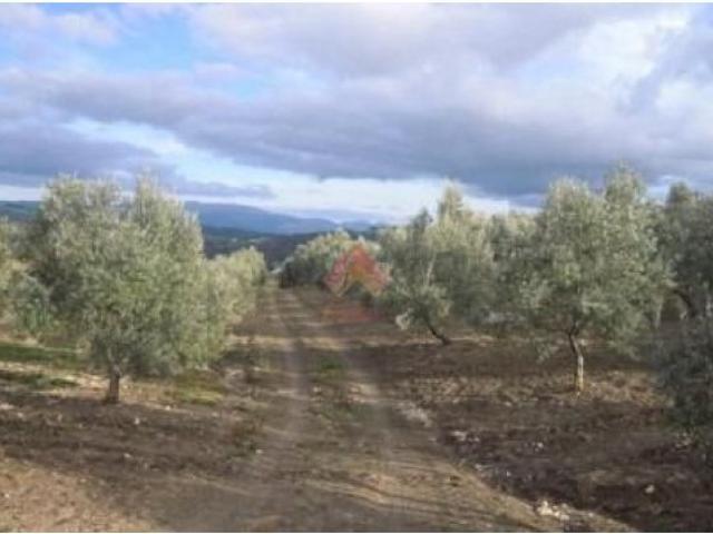 FINCA RÚSTICA