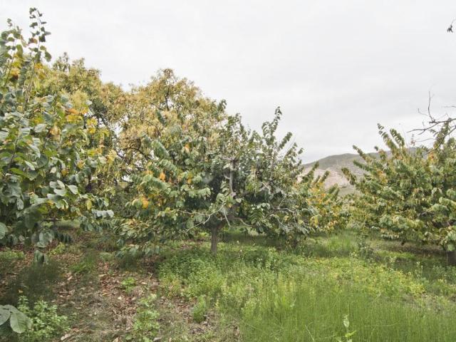 Finca subtropicales en Lobres