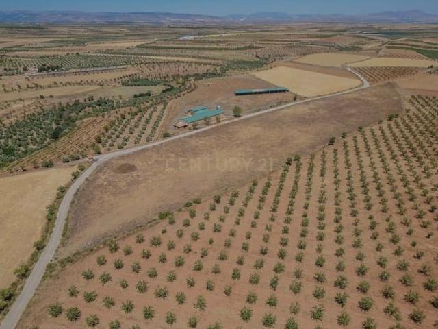 Finca/Casa Rural en venta en Cogollos de Guadix, Granada
