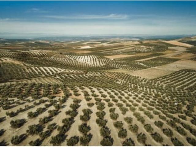 Finca/Casa Rural en venta en Orihuela, Alicante