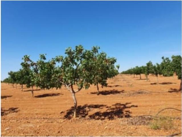 Finca/Casa Rural en venta en Toledo, Toledo